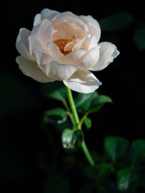 Bahçede açan Ambridge güllerinin şekli ve renkleri