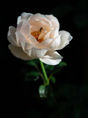 Bahçede açan Ambridge güllerinin şekli ve renkleri