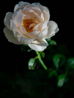 Bahçede açan Ambridge güllerinin şekli ve renkleri