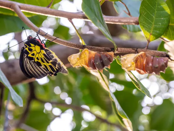 Altın bir kuş kanadı kelebeği kozasından yeni çıktı.