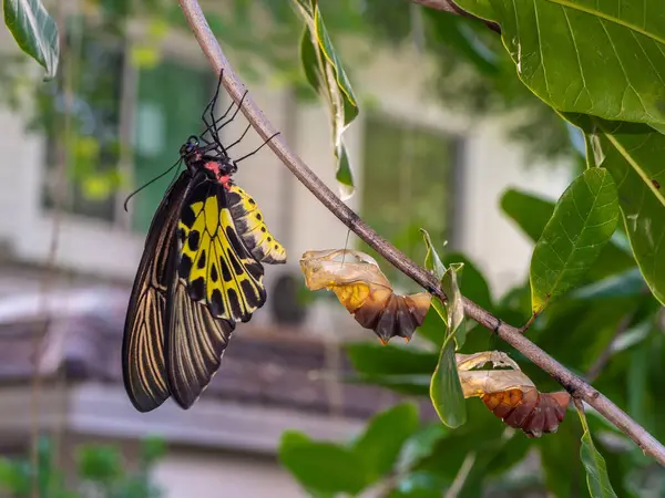 Yaprak, muz, arkaplan, yeşil, taze, doku, bitki, tropik, altın bir kuş kanadı kelebeği kozasından yeni çıktı.