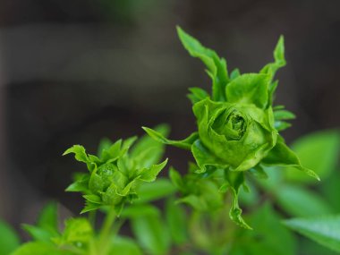 Bahçede çiçek açmaya başlayan Prenses Midori güllerinin şekli ve renkleri