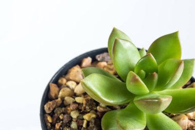 Beyaz arka planda taze Sedum sulu ot yaprakları