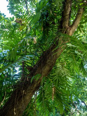 Bir yığın meşe yaprağı eğreltiotu büyük bir ağaca tutunur.