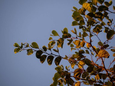 Gün batımının sıcacık ışığında ağacın yapraklarına bakan, gökyüzüne bakan bir alçak Vantage Point.