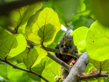Sincaplar olgun deniz üzümleri yiyor.