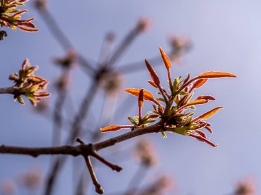 Bahar ağaçlarının kırmızı yaprakları ve açık mavi gökyüzü