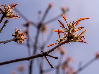 Bahar ağaçlarının kırmızı yaprakları ve açık mavi gökyüzü