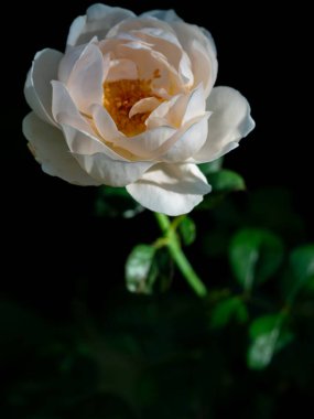 Bahçede açan Ambridge güllerinin şekli ve renkleri