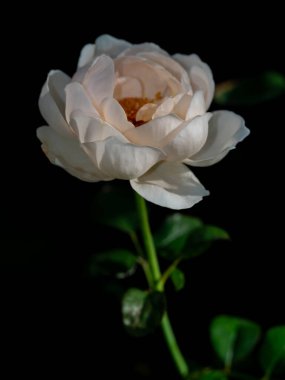 Bahçede açan Ambridge güllerinin şekli ve renkleri