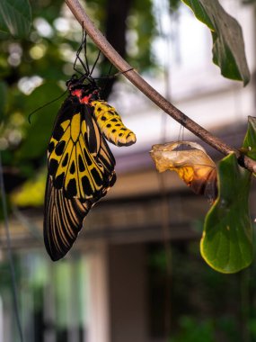 Altın bir kuş kanadı kelebeği kozasından yeni çıktı.
