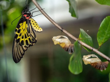 Altın bir kuş kanadı kelebeği kozasından yeni çıktı.