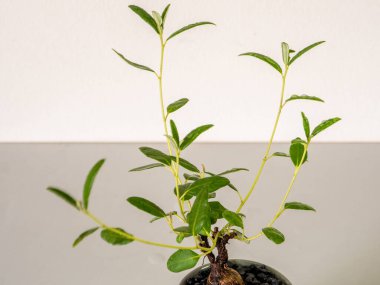 Croton yaprağının dolgun gövdesi Mini bonsai olarak seramik kabın içinde misore mallow