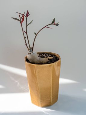 Monadenium rubellum 'un küçük seramik tencerede mini bonsai olarak duran tombul gövdesi.