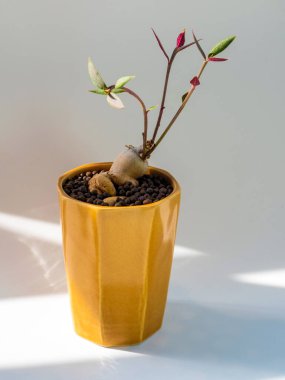 Monadenium rubellum 'un küçük seramik tencerede mini bonsai olarak duran tombul gövdesi.