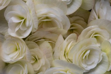 Bir buket ortanca çiçeğinin yakın plan fotoğrafı.