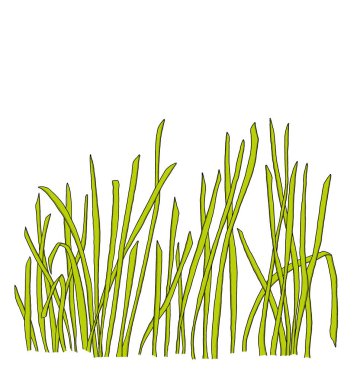 Çimlerin çizim bıçağı, Papirüs 'ün uzun yaprağı.