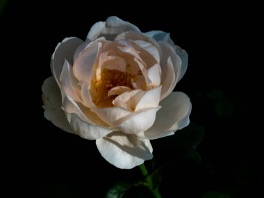 Bahçede açan Ambridge güllerinin şekli ve renkleri