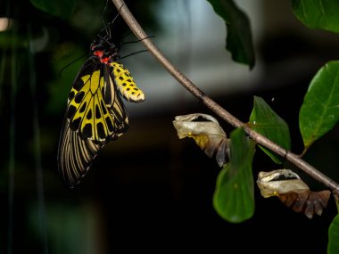 Altın bir kuş kanadı kelebeği kozasından yeni çıktı.