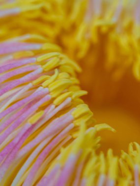 Yakın plan, Gustavia Gracilima çiçeğinin polenini gösteriyor.