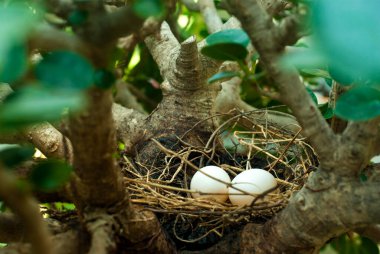 Yoğun bir çalılıkta saklı bir yuvada kuş yumurtaları