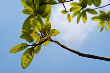 Ağacın yaprakları arasından gökyüzüne bakan Düşük Vantage Noktası