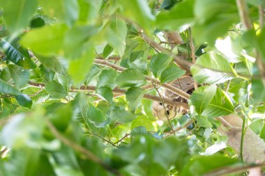 Ahır baykuşu ağaçtan aşağı bakıyor.
