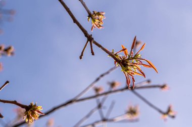 Bahar ağaçlarının kırmızı yaprakları ve açık mavi gökyüzü