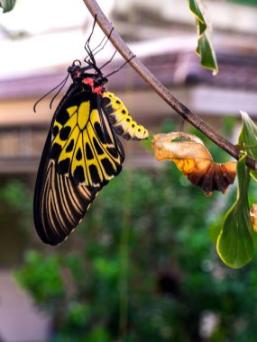 Altın bir kuş kanadı kelebeği kozasından yeni çıktı.