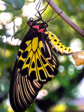 Altın bir kuş kanadı kelebeği kozasından yeni çıktı.