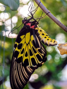 Altın bir kuş kanadı kelebeği kozasından yeni çıktı.