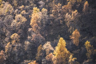 Sonbaharda ağaçların sarı yaprakları bir dağ yamacında, ekim ayında ağaçların güzel havasında.