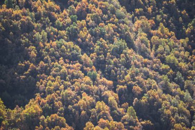 Sonbaharda sarı yapraklı sık ağaçlarla kaplı dağ yamaçları parlak güneşli dağlarda sonbaharın parlak renkleri.