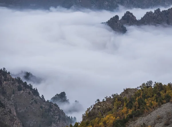 Fog in the mountains and clouds in the gorges of the mountains overgrown with trees, the view point above the clouds