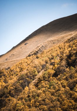 Dağ kurtarma - sonbaharda bitki örtüsü olan bir tepe Sonbaharda sarı ağaçlarla kaplanmış, dağlarda güneşli bir gün