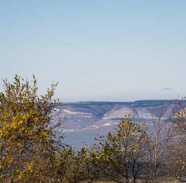 Sonbaharda yaprakları sararan küçük huş ağaçları, bulutsuz havada, Ekim ayında tepelerin arka planına karşı sarardı.