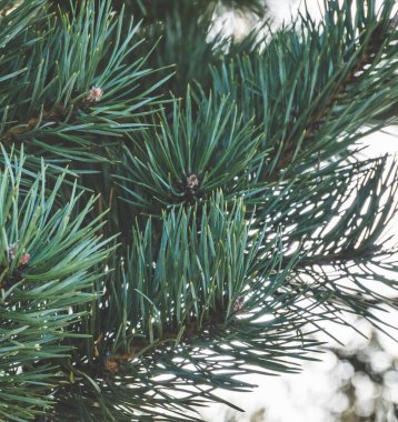 Arka plan için batan güneşin arka planında makroda turkuaz yeşili iğneler bulunan çam dalı.