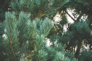 Arka plan için batan güneşin arka planında makroda turkuaz yeşili iğneler bulunan çam dalı.