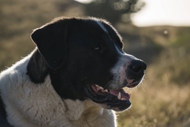 Orta Asya Çoban Köpeği dağlarda batan güneşin arka ışığında dinlenen çoban köpeğinin portresi.