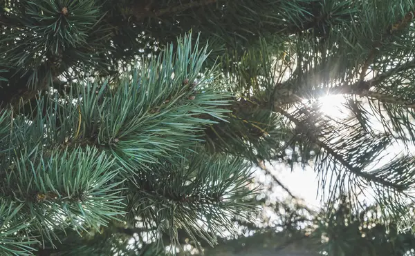 Сосновая Ветвь Бирюзово Зелеными Иглами Макро Подсветке Заходящего Солнца Заднем — стоковое фото