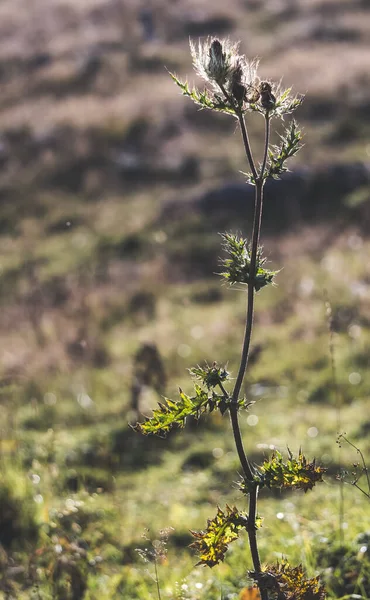 Колючее Растение Макро Фоне Заходящего Солнца Фоне Размытой Травы — стоковое фото