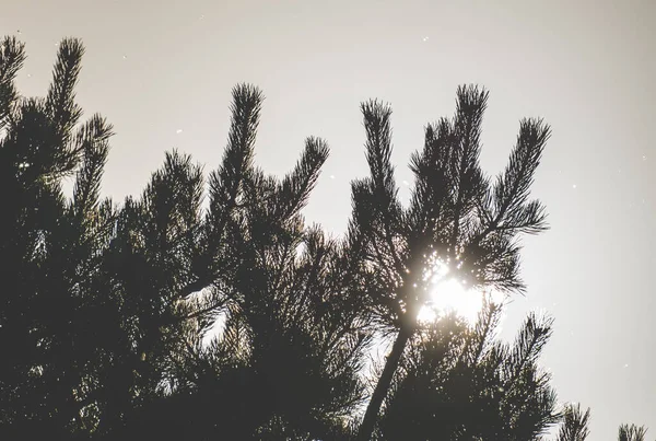 Солнечные Лучи Пробиваются Сквозь Ветви Иголки Молодой Сосны Безоблачное Небо — стоковое фото