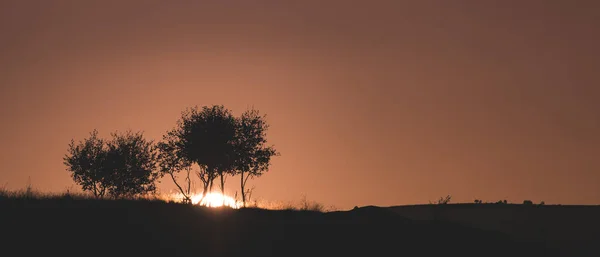 Disco Solar Põe Atrás Uma Colina Gramada Com Árvores Jovens — Fotografia de Stock