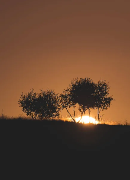 Сонце Встановлює Трав Янистим Пагорбом Молодими Деревами Атмосферний Захід Сонця — стокове фото