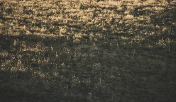 Абстрактный Вид Траву Холме Освещенном Солнцем Рассвете Осенний Травяной Покров — стоковое фото