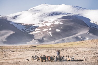 Herd of rams and sheep grazing in Pamir mountains in Tajikistan against mountain snow ridges in the early sunny morning, landscape for background clipart