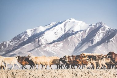 Koçbaşı ve koyun sürüsü Pamir 'deki Tacikistan dağlarındaki çayırlarda yürüyüşe çıktı.