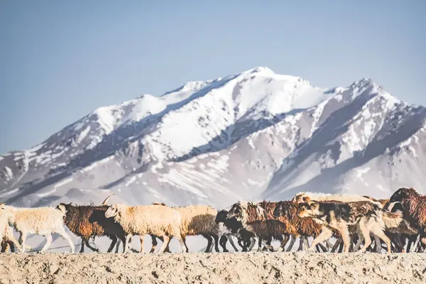 Koçbaşı ve koyun sürüsü Pamir 'deki Tacikistan dağlarındaki çayırlarda yürüyüşe çıktı.