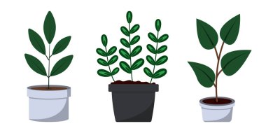 Beyaz ve siyah tencerelerdeki farklı bitki türleri kapalı alanda bahçe işlerine modern bir yaklaşım sergiliyor..