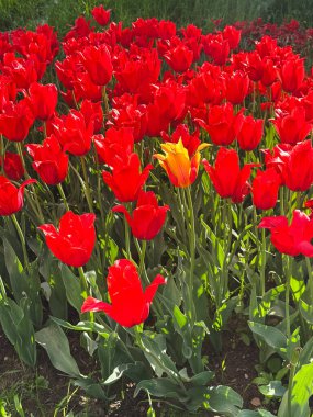 Kırmızı lale tarlası tek bir sarı çiçekle parlıyor..